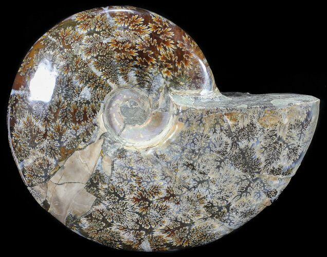 Polished, Agatized Ammonite (Cleoniceras) - Madagascar #54539